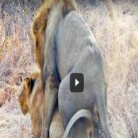 Lion project thumbnail