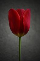 Flower Detection project thumbnail