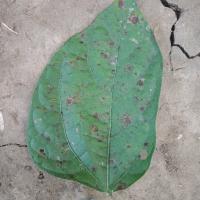 498R plant diseases project thumbnail