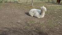 Alpaca finder project thumbnail
