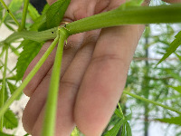 female cannabis project thumbnail