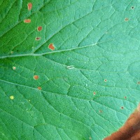 larva_Detection project thumbnail