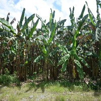 Revised Banana Plant project thumbnail