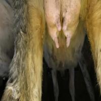 Deteksi Mastitis Sapi project thumbnail