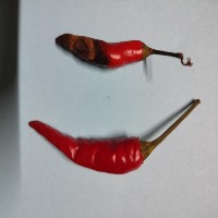 test-rename-dataset Object Detection Dataset by chakorn viriya