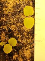 PlantDetection project thumbnail