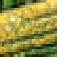 Wheat_Brain_Master project thumbnail