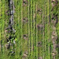 Young Palm Oil Tree TBM project thumbnail