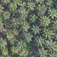 Palm oil tree detection project thumbnail