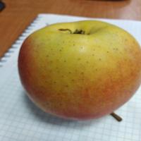 Dataset Image