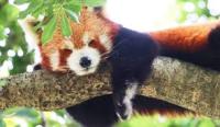 lesser panda project thumbnail
