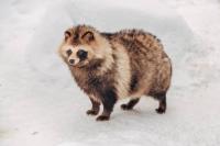 tanuki or araiguma project thumbnail