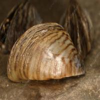 Zebra Mussels Detection project thumbnail