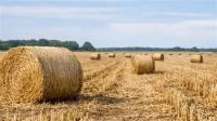 Stubble detection project thumbnail