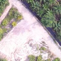Palm Oil Detection project thumbnail