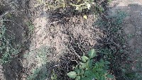 potato weeds  project thumbnail