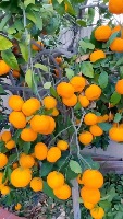 tangerine project thumbnail