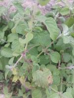 weed detection management project thumbnail