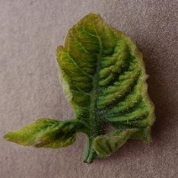 tomato-yellow-leaf-curl-virus project thumbnail