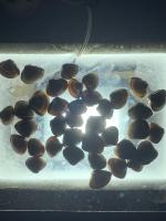 clam segment new project thumbnail