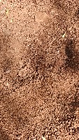 Plant Detection project thumbnail