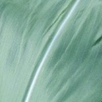 AI Leaf Classificaton project thumbnail