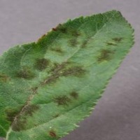 AI-Based Leaf Detection System project thumbnail