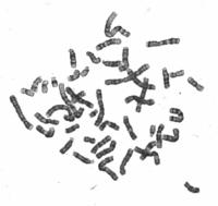 CytoML project thumbnail