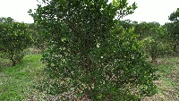 flower fruit calamansi project thumbnail