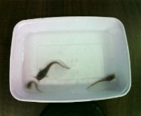 catfish project thumbnail