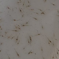 Shrimp larvae detection project thumbnail