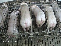 pig_seg project thumbnail