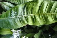 Segmentation MANGO LEAF project thumbnail