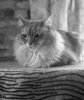 Cat_Dog_detect project thumbnail