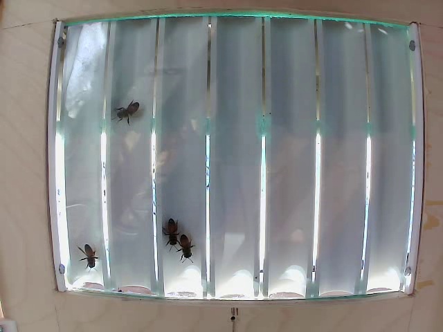 bee detector Object Detection Model by thesisbees