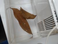 Leaves project thumbnail