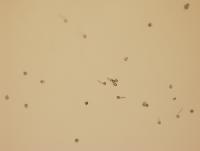 pollen_final_test project thumbnail