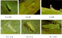 pest-detection(Green-Leafhopper) project thumbnail