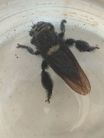 AH BEES project thumbnail