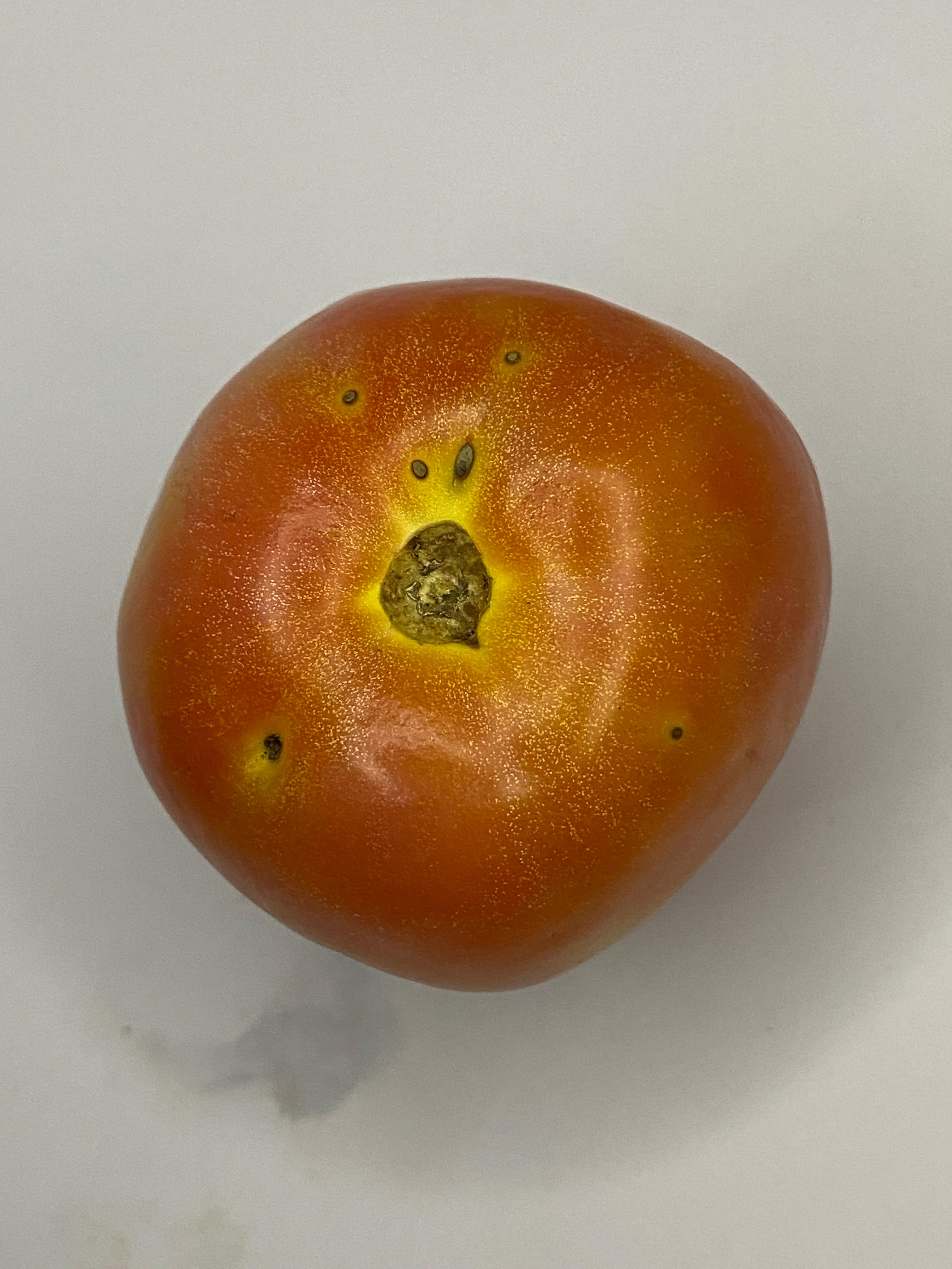 Bacterial Spot Tomatoes 1. Object Detection Model by tomato disease