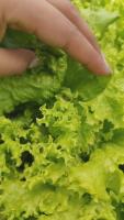 Lechuga_Project project thumbnail