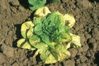 Lechuga project thumbnail