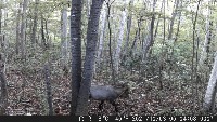 Antelope project thumbnail