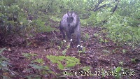 Animal frames project thumbnail
