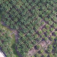 GeoAI Computer Vision (palm-oil-trees-detection) - Roboflow Universe