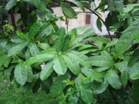 Plant Detect project thumbnail