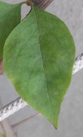 Plant Disease Detection project thumbnail