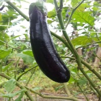 Eggplants project thumbnail