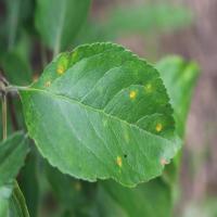 Apple leaf project thumbnail