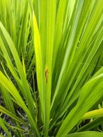 rice project thumbnail